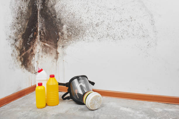 Best Mold Testing and Removal  in Saegertown, PA