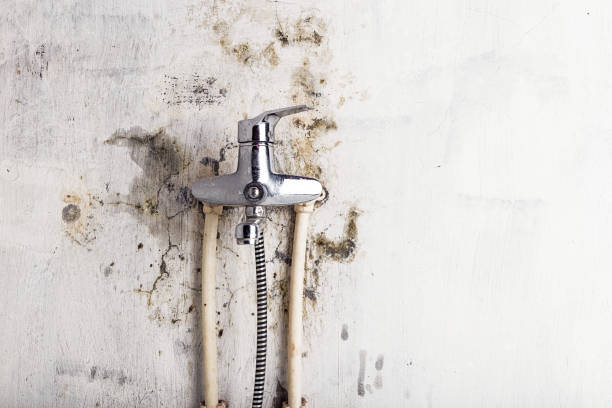 Best Toxic Mold Removal  in Saegertown, PA