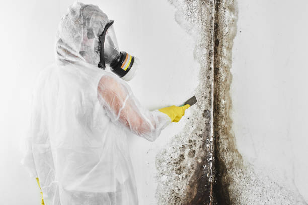 Best Black Mold Removal  in Saegertown, PA