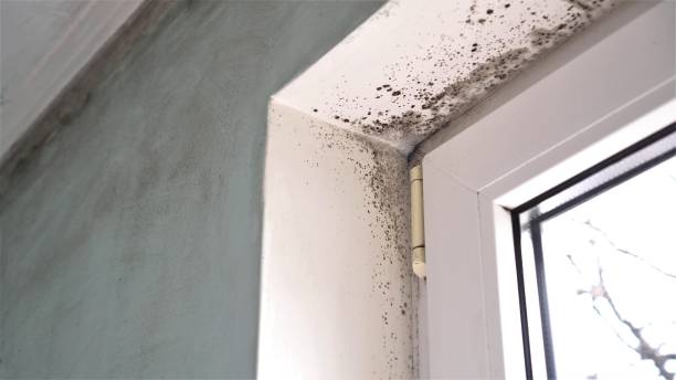 Best Mold Damage Repair  in Saegertown, PA