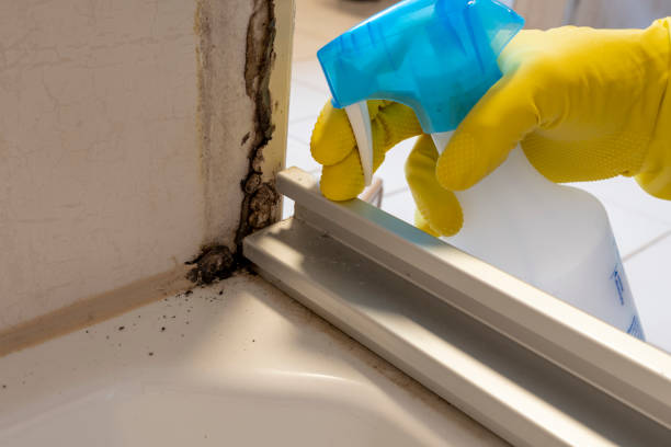 Best Residential Mold Removal  in Saegertown, PA