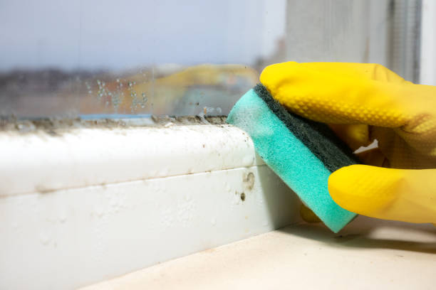 Best Affordable Mold Removal  in Saegertown, PA