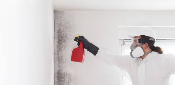 Best Office Mold Removal Services  in Saegertown, PA