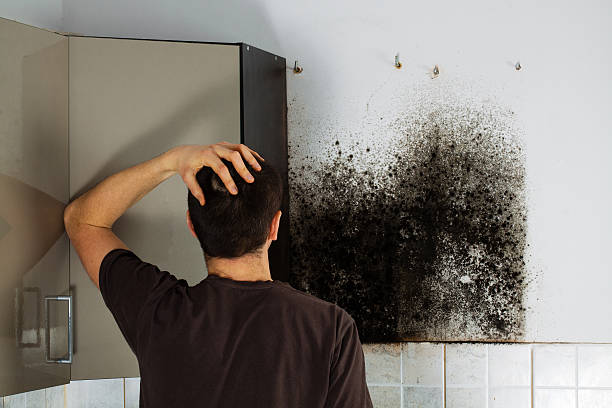 Saegertown, PA Mold Removal Company