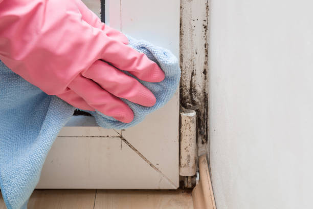 Best Fast Mold Removal  in Saegertown, PA