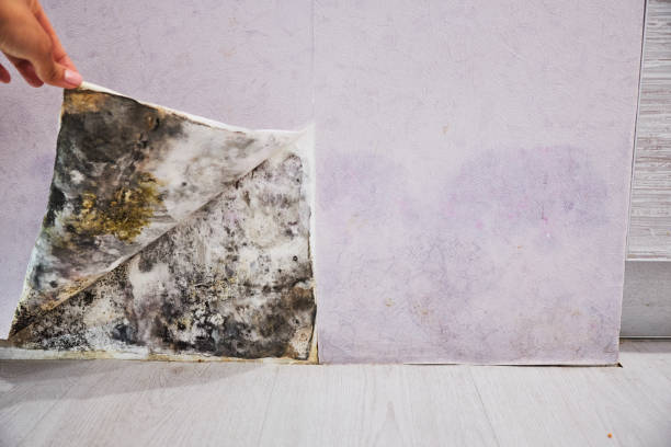 Home Mold Removal in Saegertown, PA